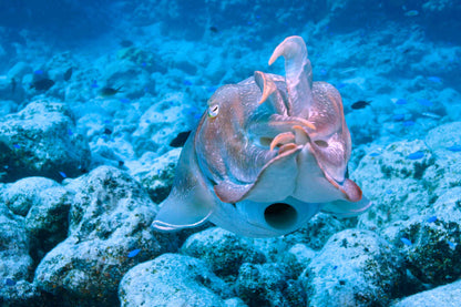 Odyssey Liveaboard