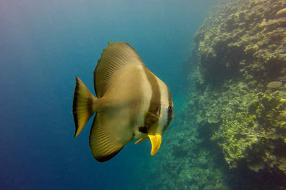 Odyssey Liveaboard