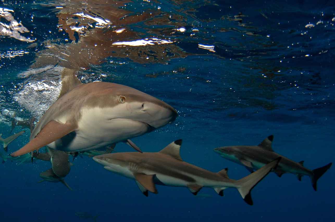 Palau Aggressor II