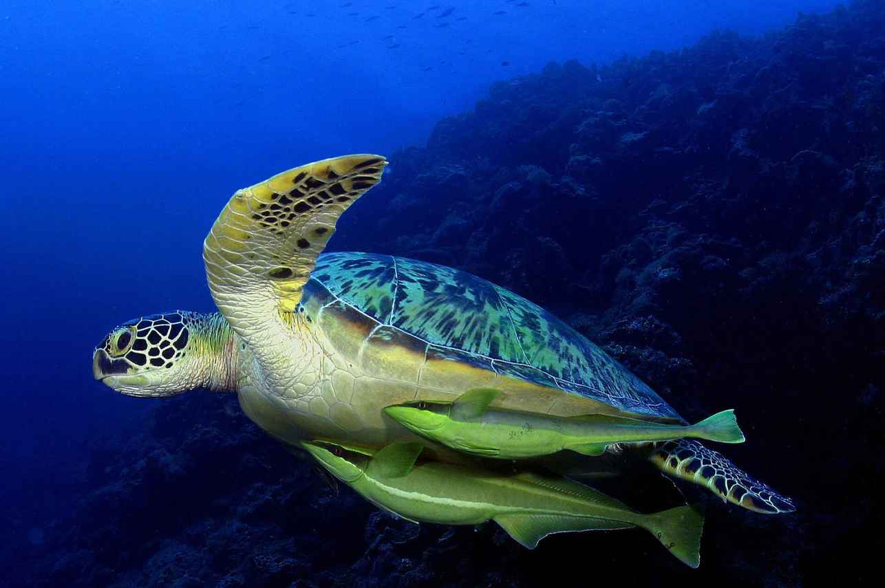 Palau Aggressor II