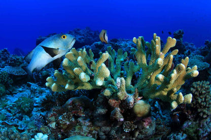Palau Siren