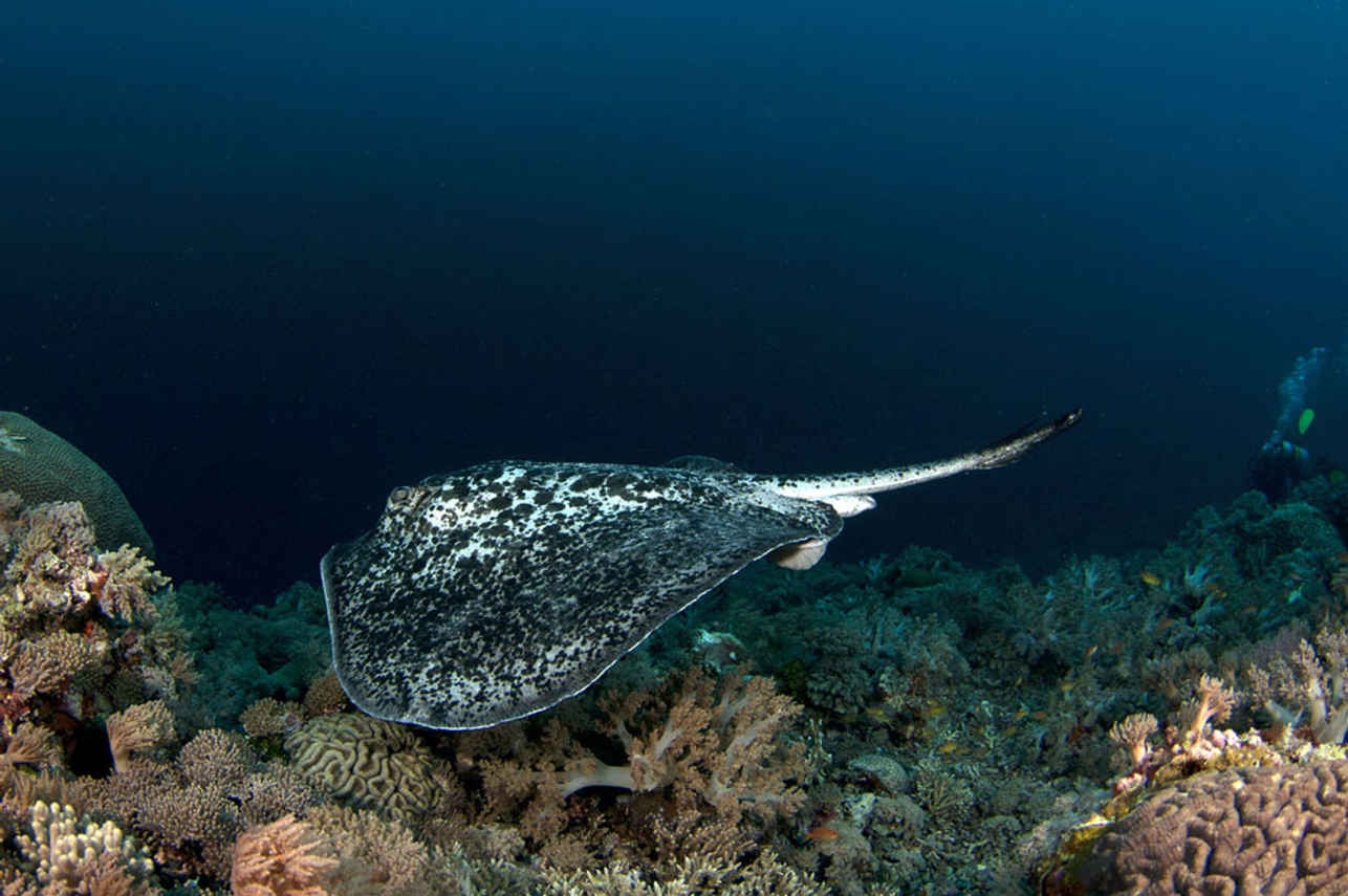 Philippine Siren