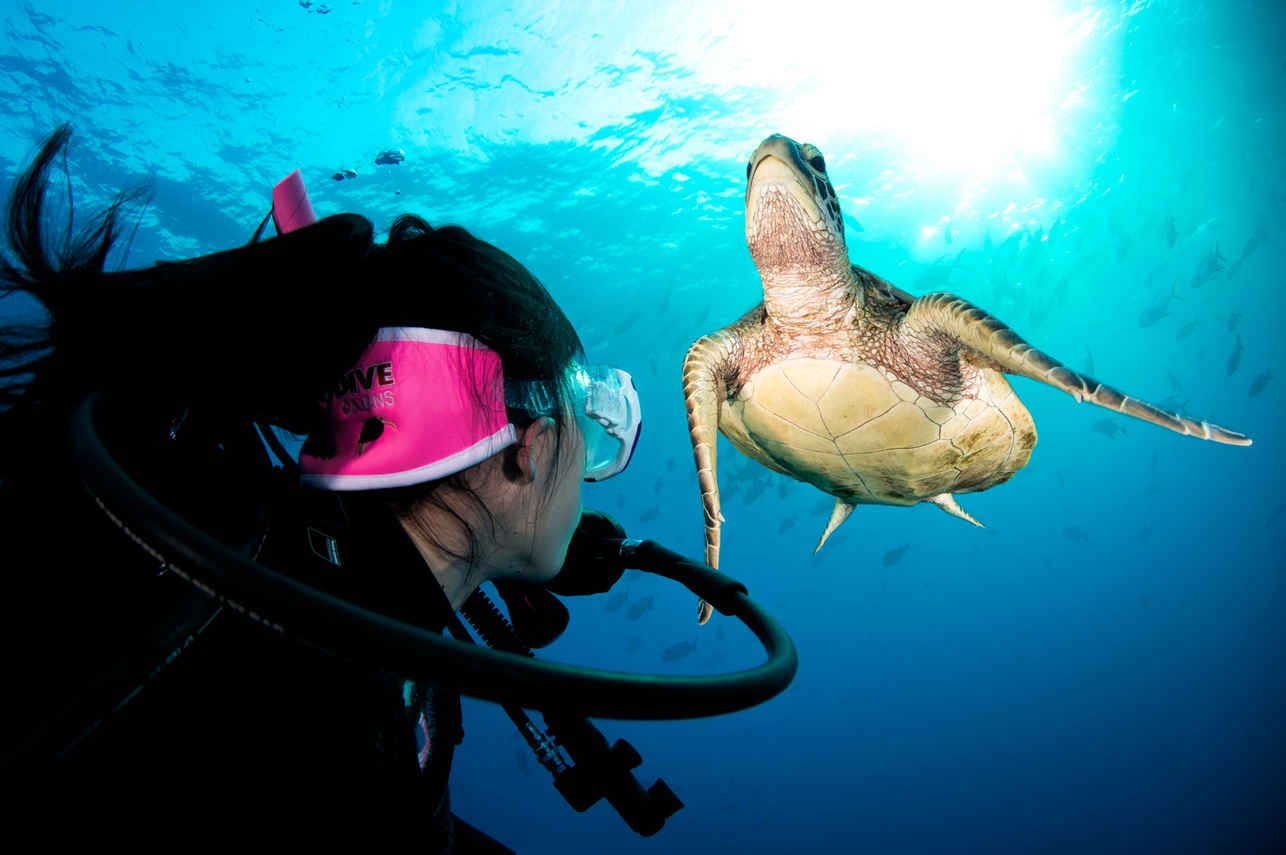 Pro Dive Cairns