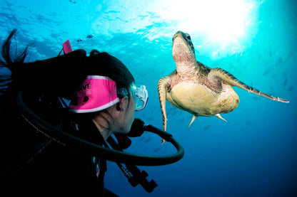 Pro Dive Cairns