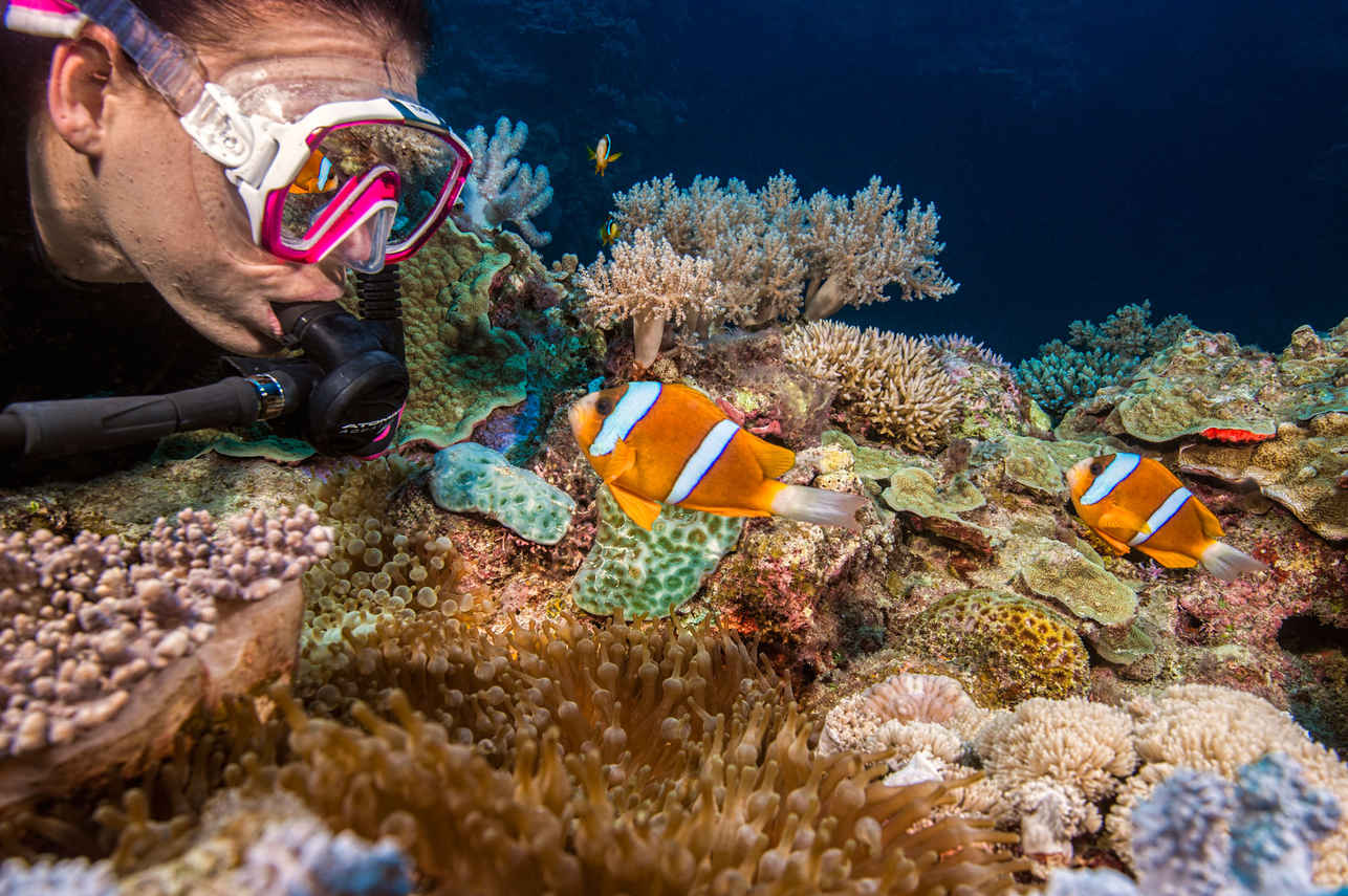 Pro Dive Cairns