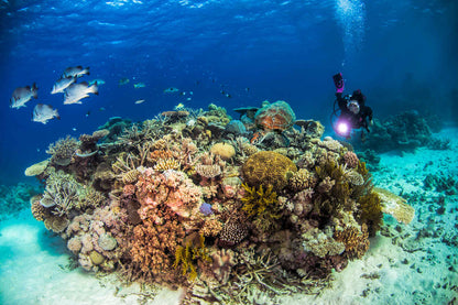 Pro Dive Cairns