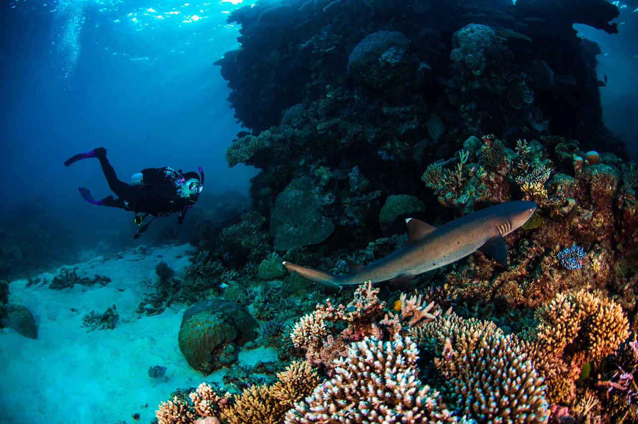 Pro Dive Cairns