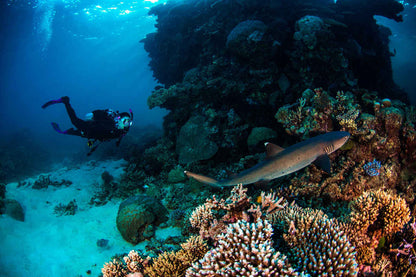 Pro Dive Cairns