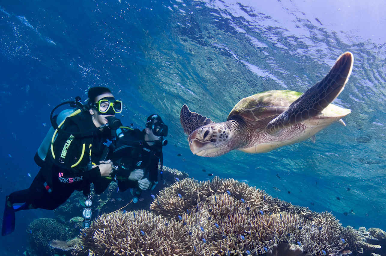 Pro Dive Cairns Image