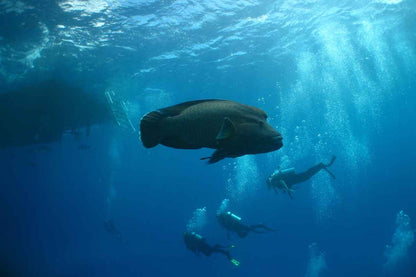 Pro Dive Cairns