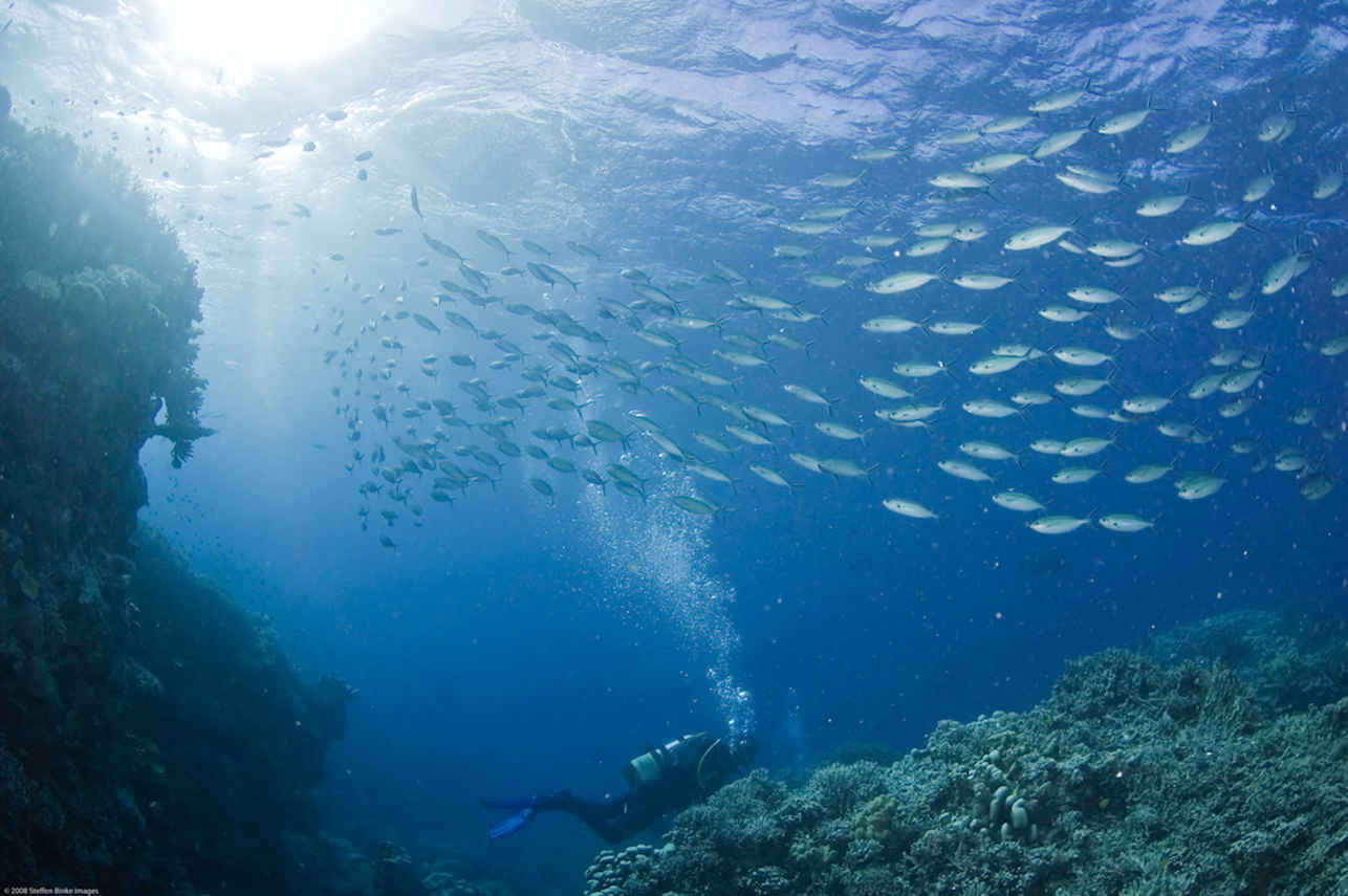 Pro Dive Cairns
