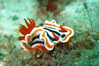 Raja Ampat Explorer