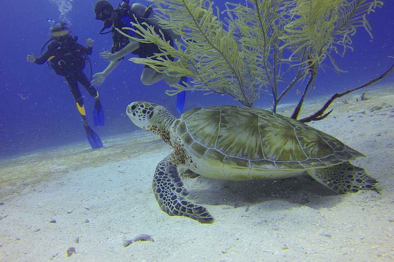 Raja Ampat Explorer Image