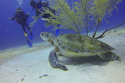 Raja Ampat Explorer