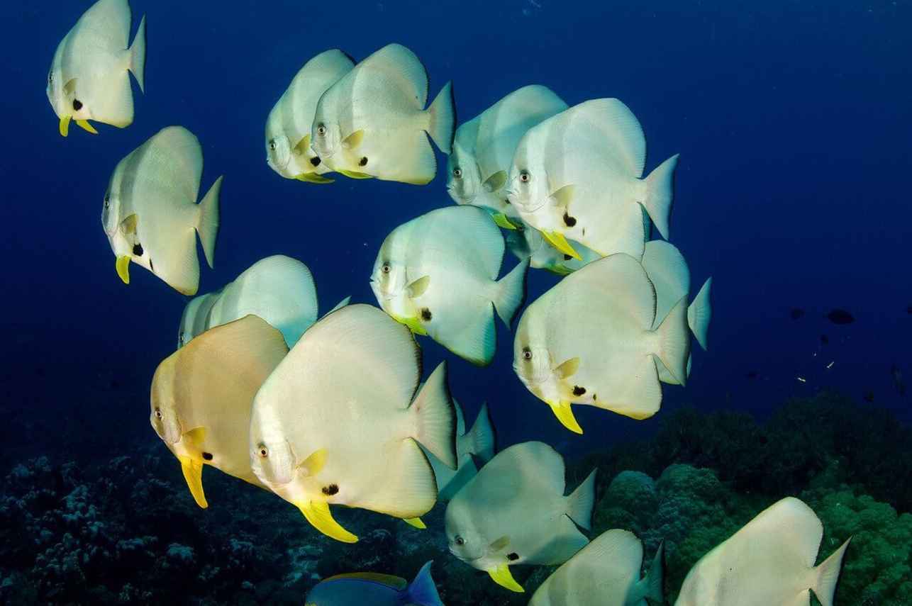 Raja Ampat Aggressor