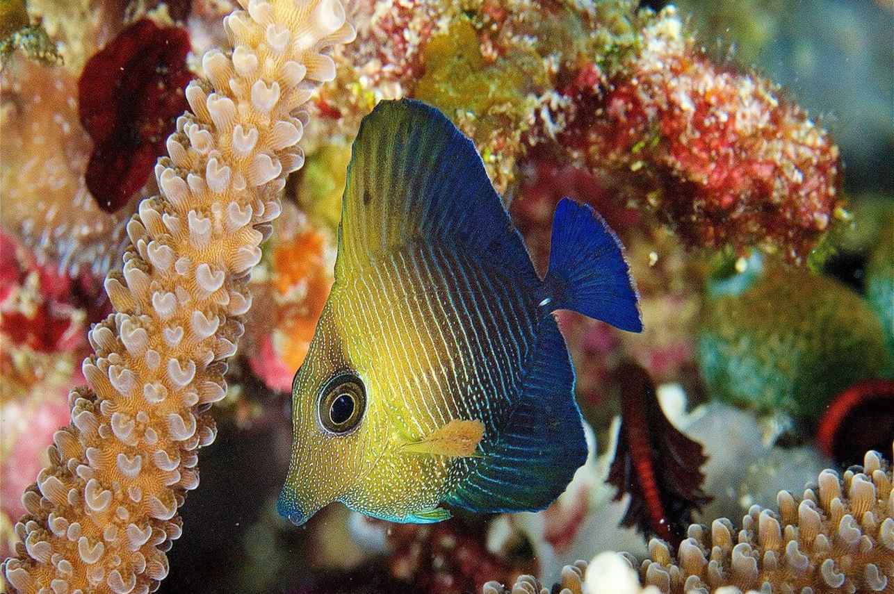 Raja Ampat Aggressor