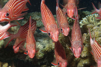 Red Sea Aggressor II