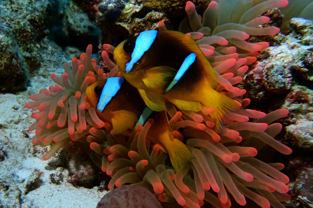 Red Sea Aggressor II