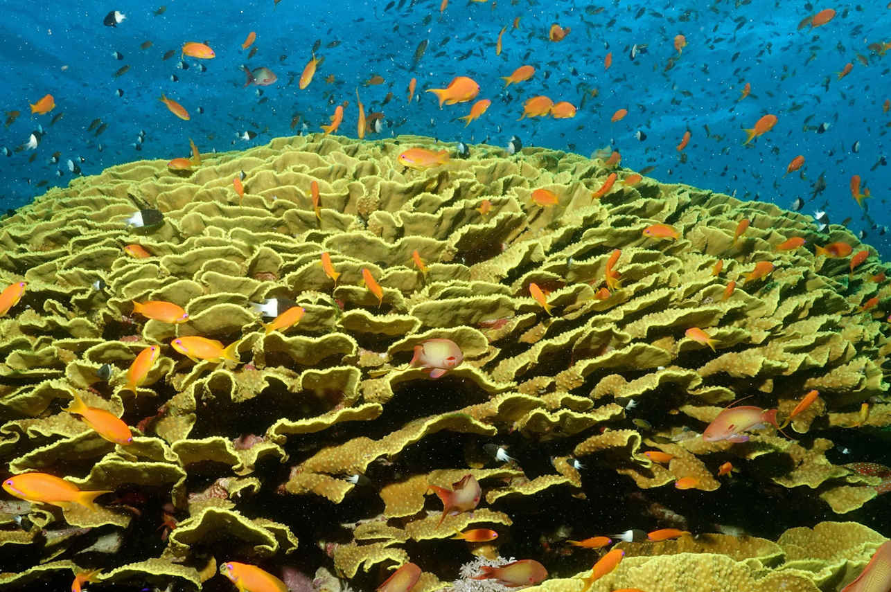Red Sea Aggressor II