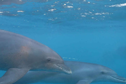 Red Sea Aggressor II