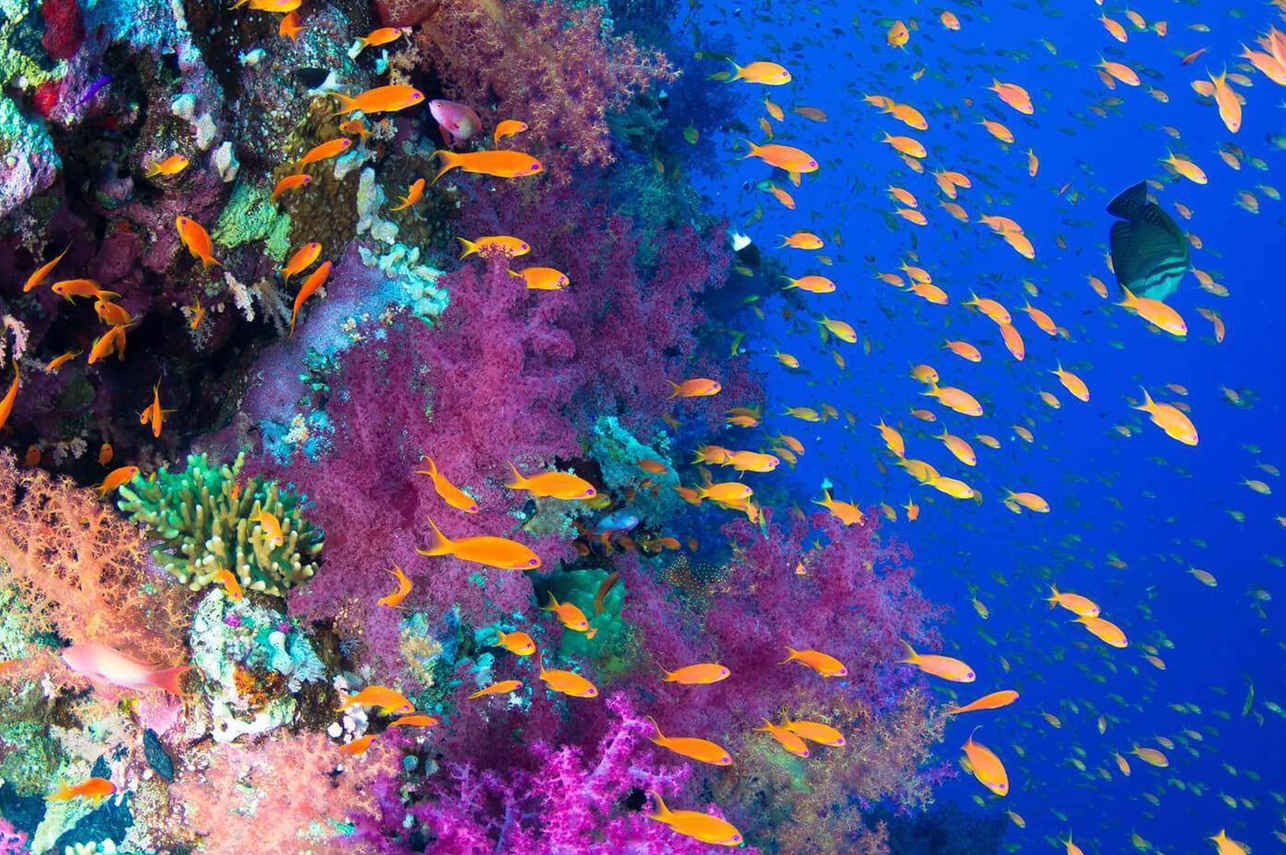 Red Sea Aggressor II