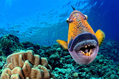 Red Sea Aggressor V