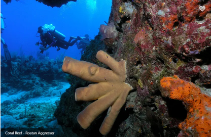 Roatan Aggressor