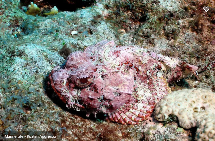 Roatan Aggressor