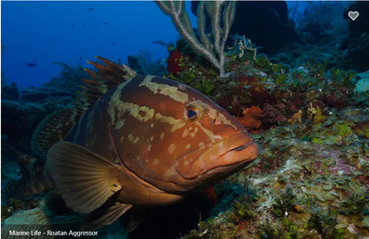 Roatan Aggressor