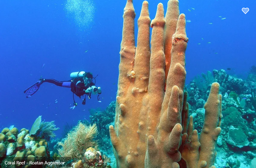 Roatan Aggressor