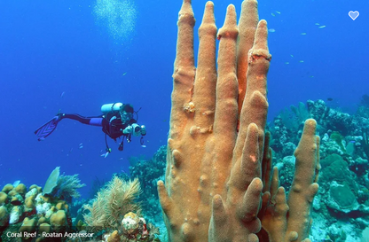 Roatan Aggressor