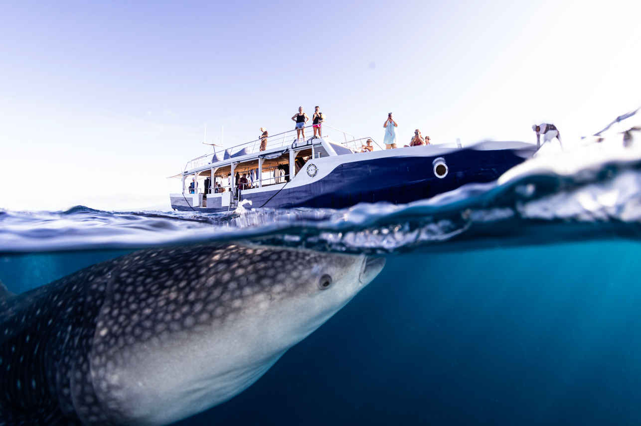 Scubaspa Zen Liveaboard