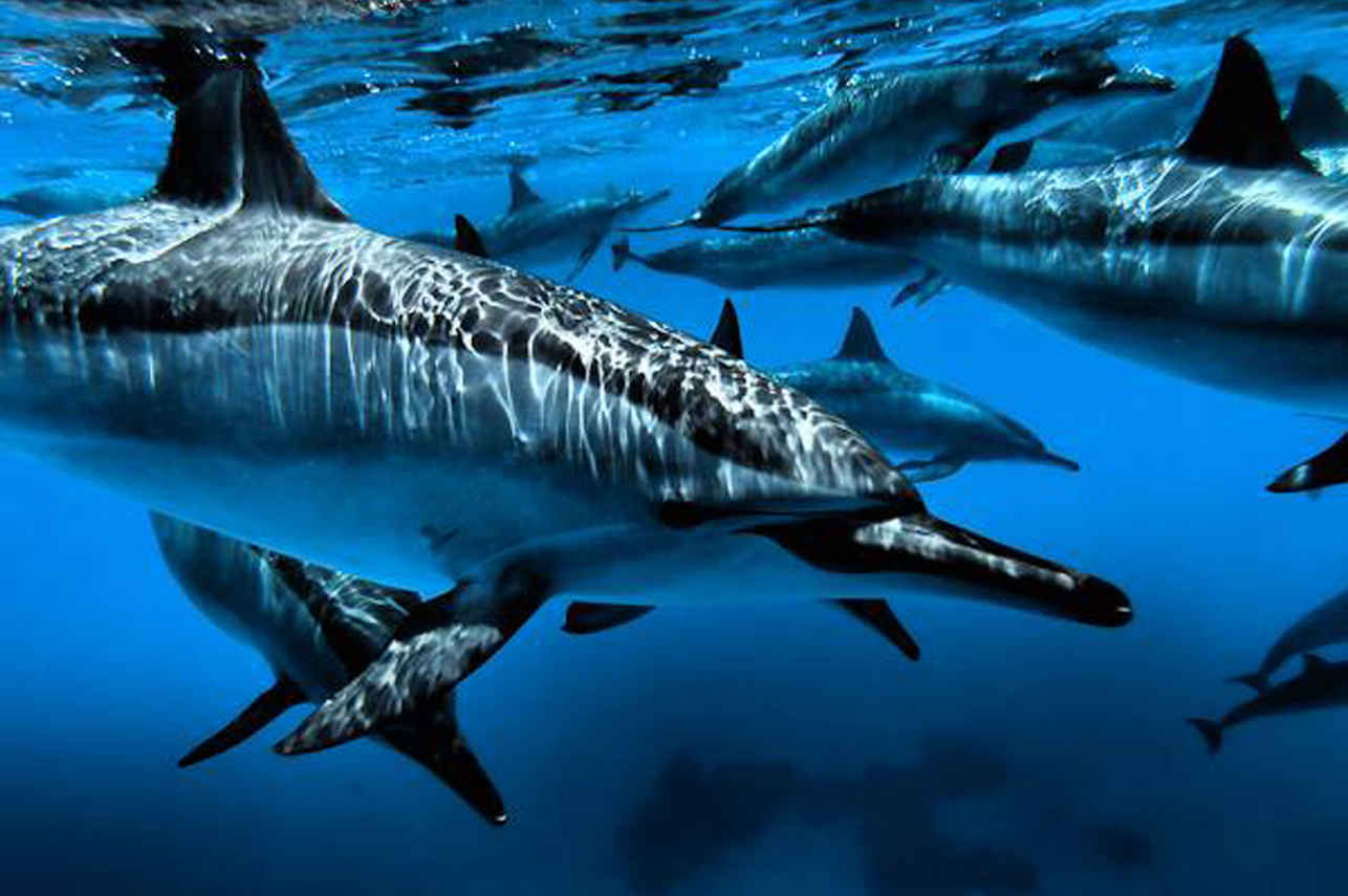 Sea Friend Liveaboard