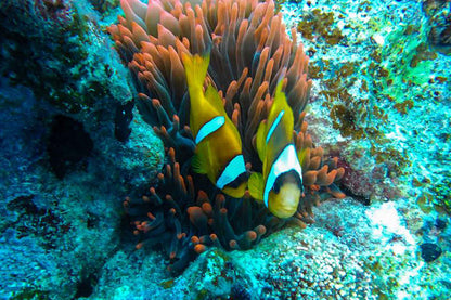 Sea Friend Liveaboard