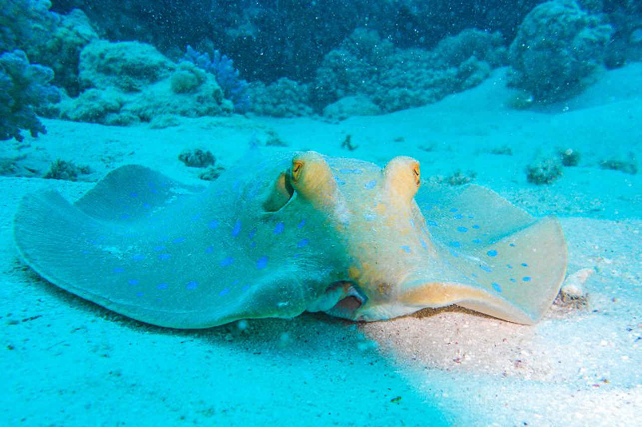 Sea Friend Liveaboard