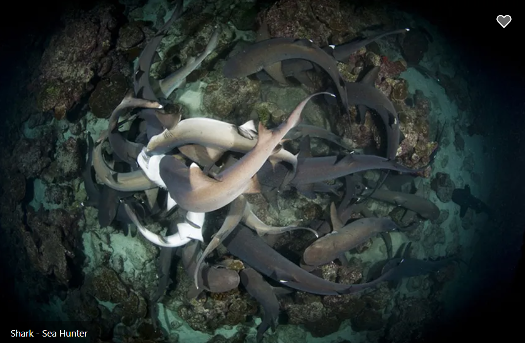 Sea Hunter Liveaboard