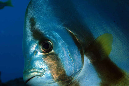 Sea Pearl Liveaboard