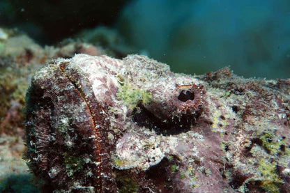 Sea Pearl Liveaboard