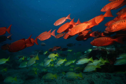 Sea Pearl Liveaboard