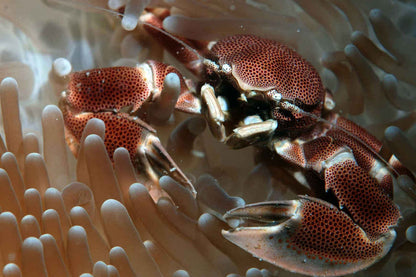 Sea Pearl Liveaboard