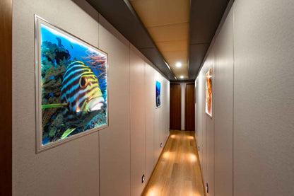 Seafari Explorer 2