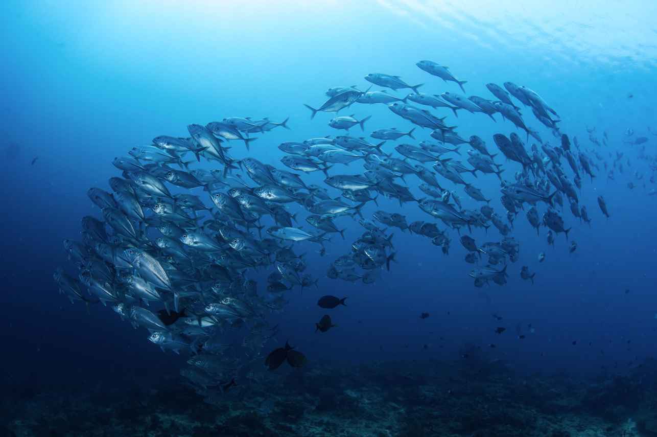Seaisee Liveaboard