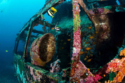 Silky Liveaboard