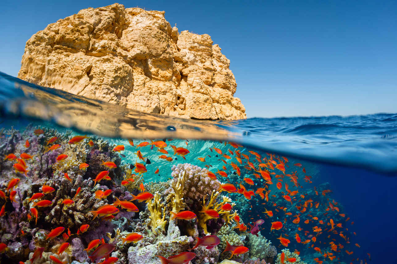 Silky Liveaboard