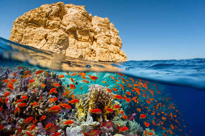 Silky Liveaboard