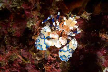 Smiling Seahorse
