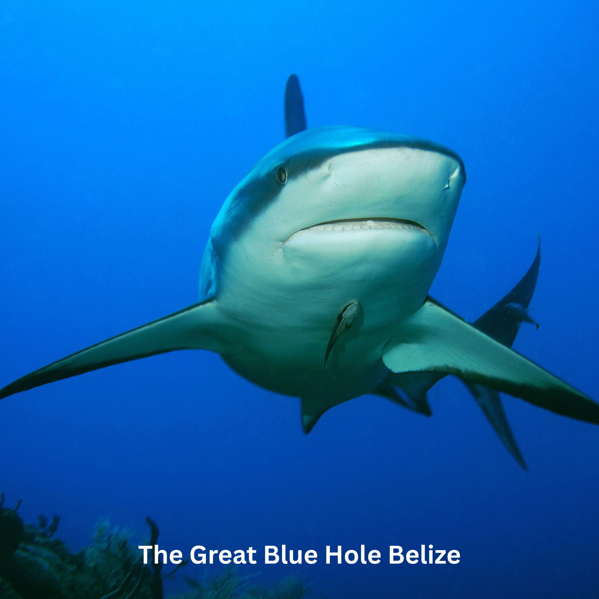 Caribbean Reef Shark