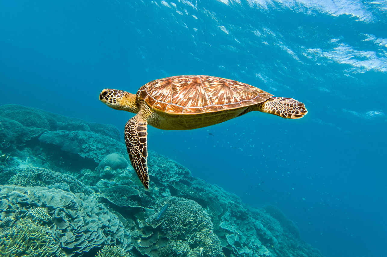 Theia Liveaboard