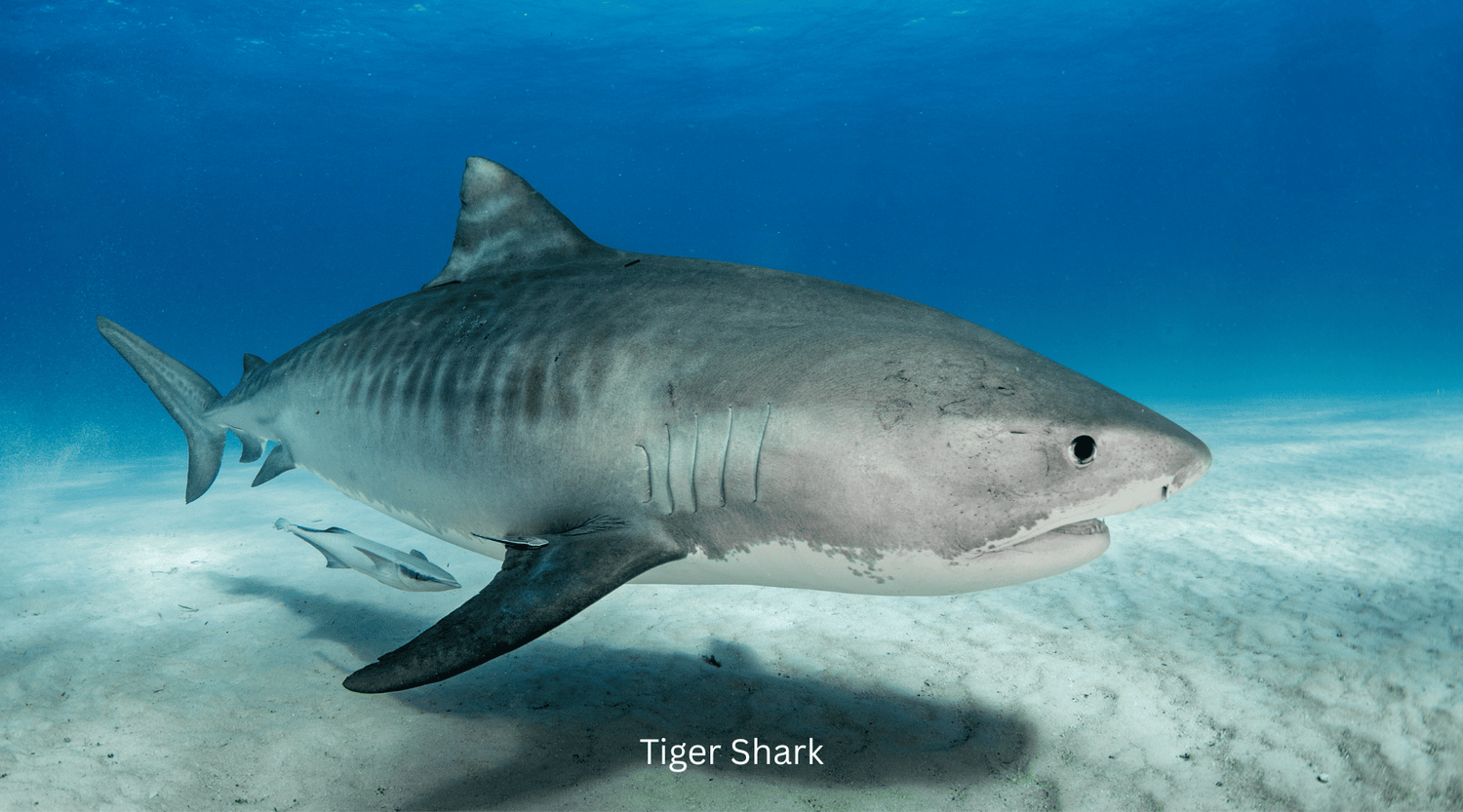 Tiger shark