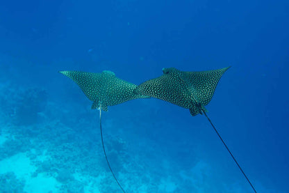 Titan Liveaboard